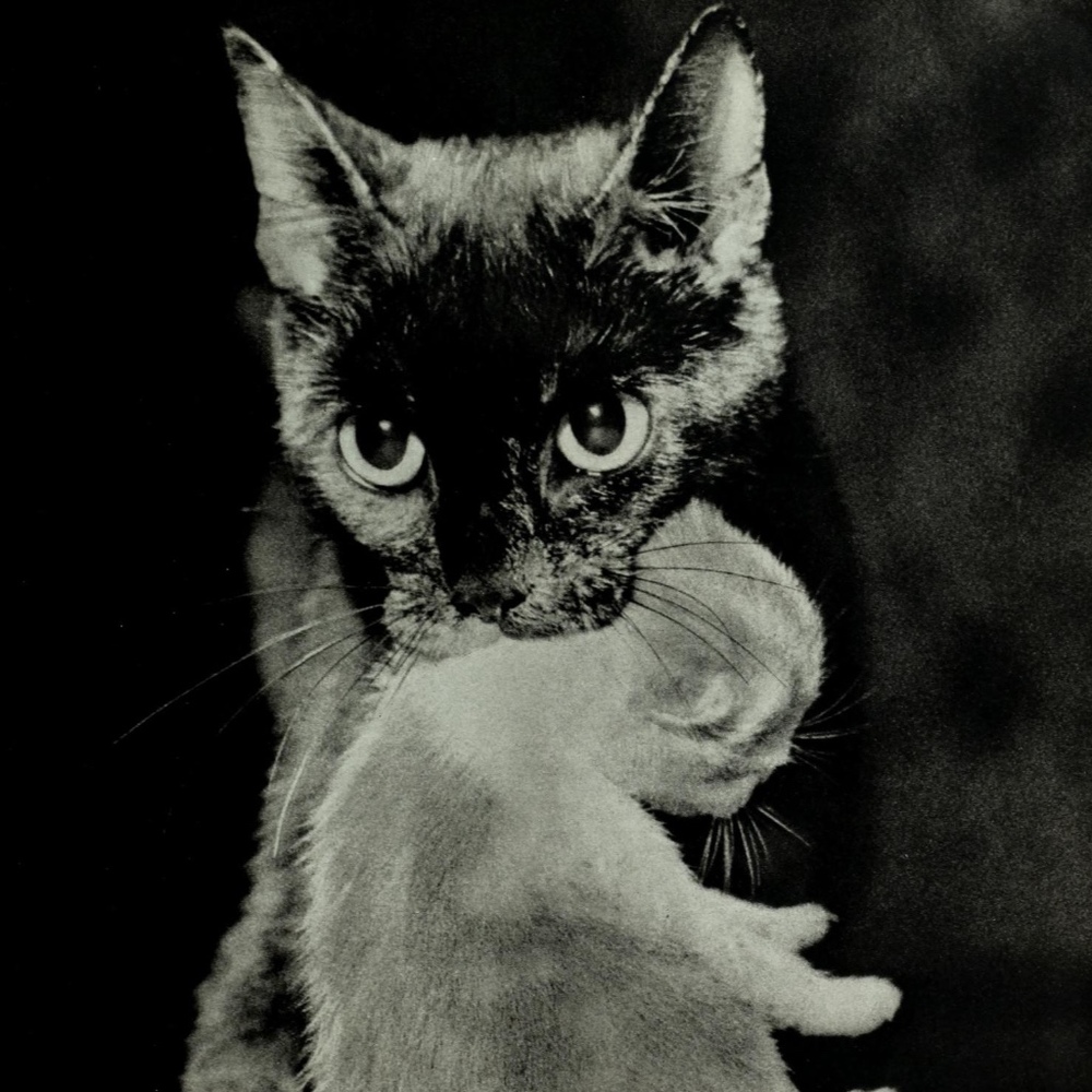 Meet your Posher, Lentejas